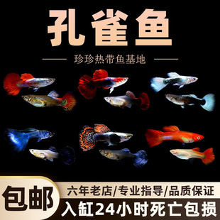 孔雀鱼观赏鱼胎生鱼繁殖临产孔雀纯种凤尾孔雀鱼热带观赏鱼玛丽鱼