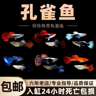 孔雀鱼观赏鱼胎生鱼热带观赏鱼