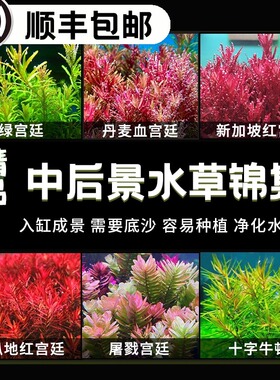 中后景水草植物红紫绿色增氧有茎类鱼缸造景易养活新手水下叶