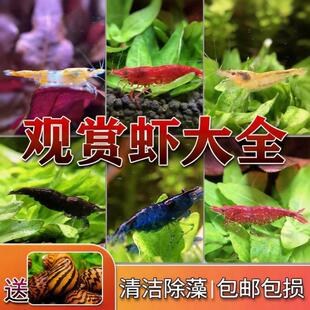 黑壳虾鲜活观赏虾淡水清洁除藻工具虾活体宠物樱花虾极火虾水晶虾