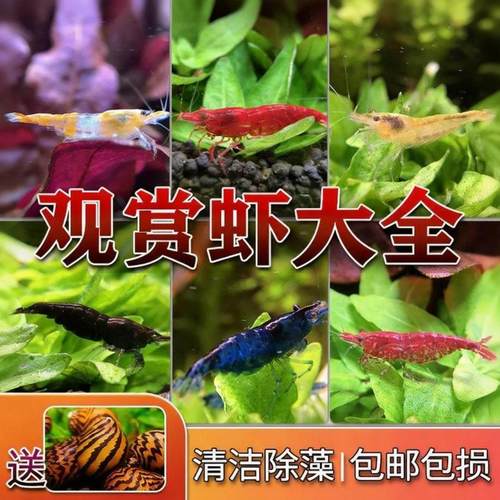 清洁除藻虾鱼缸工具虾极火虾