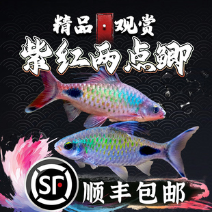 紫红两点鲫热带观赏鱼钻石彩虹鲫黑影道人温顺淡水草缸活体小型鱼