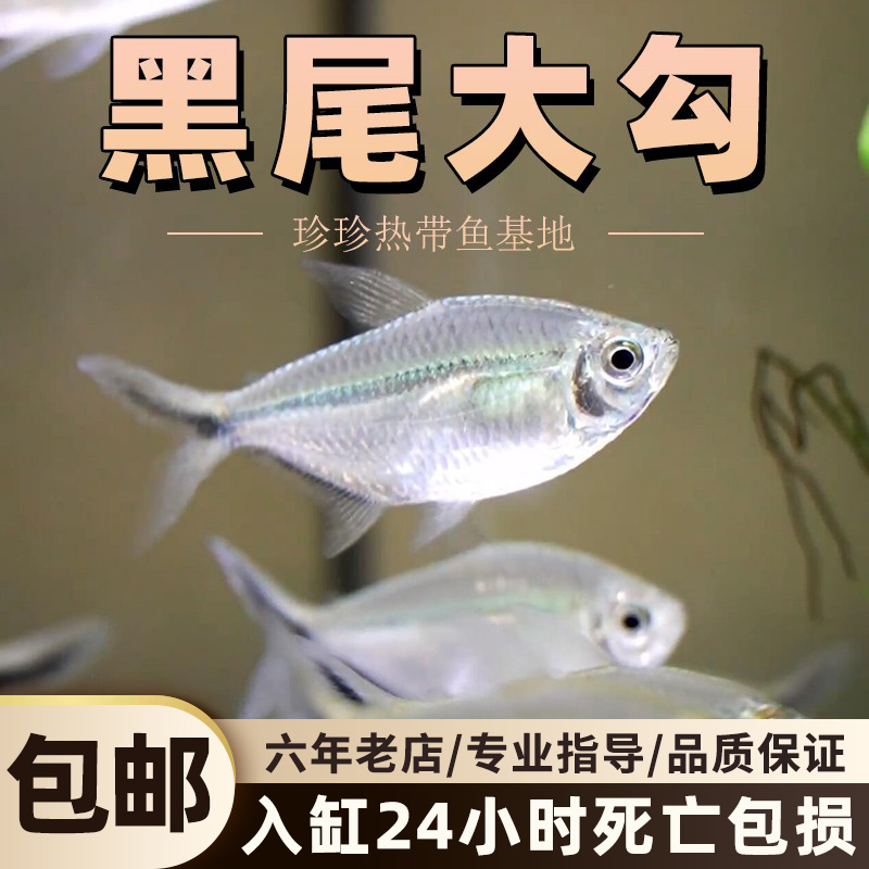 黑尾大勾群游热带鱼小型观赏鱼