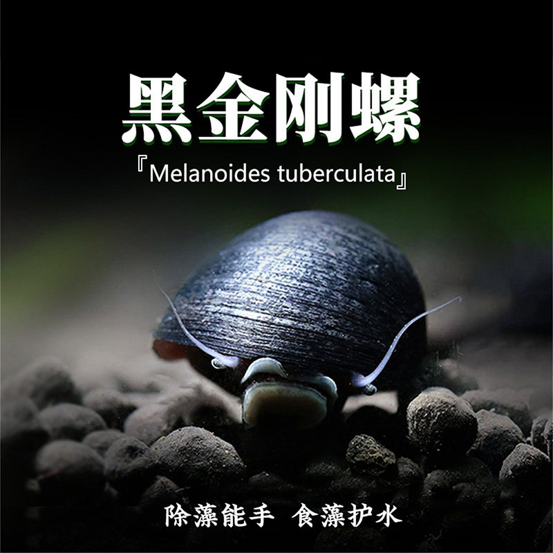 黑金刚螺观赏螺苹果螺除藻斑马螺图片