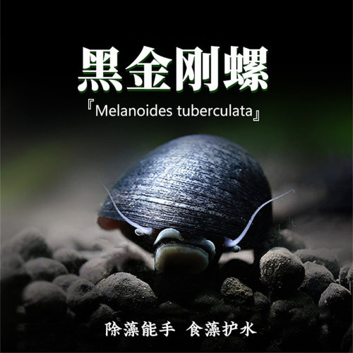 黑金刚螺观赏螺苹果螺除藻斑马螺