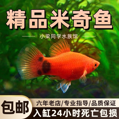 红黄米奇鱼胎生鱼热带鱼玛丽鱼