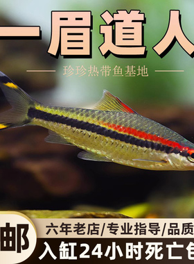 一眉道人鱼黑影道人鱼草缸群游鱼小型鱼活体热带观赏鱼黑尾大勾鱼