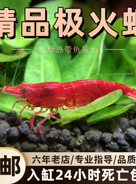 极火虾观赏虾活体宠物虾