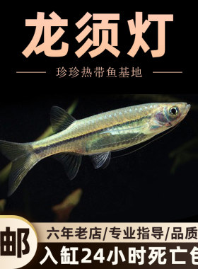 观赏鱼除油膜淡水活体龙须灯鱼