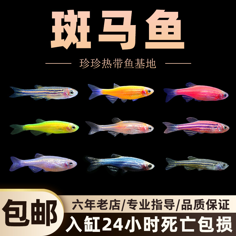 荧光斑马鱼小型热带观赏鱼蝶翼斑马草缸鱼灯鱼孔雀鱼活体新手好养