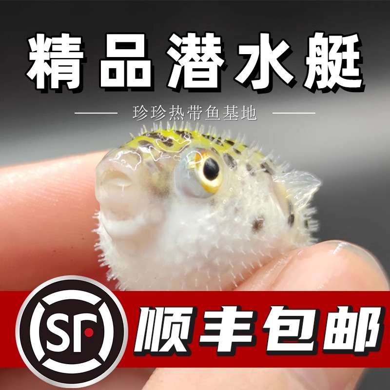 潜水艇观赏鱼河豚鱼狗头鱼好养巧克力娃娃小型热带淡水宠物活体鱼