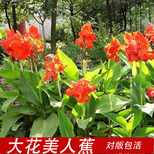 美人蕉庭院阳台夏天花旗长