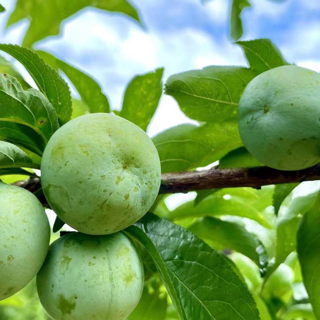 贵州正宗沿河沙子空心李孕妇水果新鲜现摘整箱青脆甜李子顺丰包邮