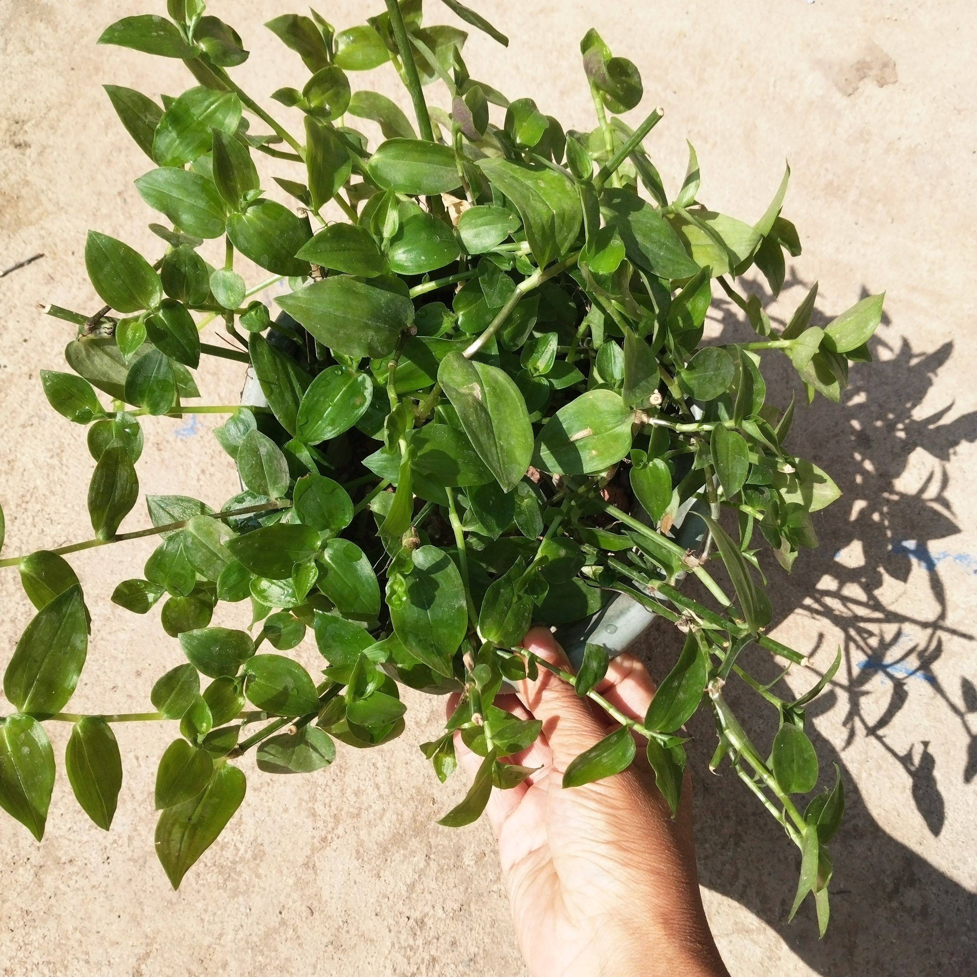 鸭跖草盆栽带根金菜苗中草药植物室内阳台庭院绿植花卉白花紫露草