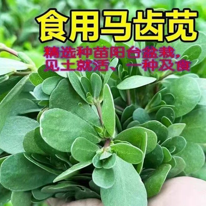 广东带根红梗马齿苋新鲜现挖马芷菜野生长寿菜蚂蚁菜马蜂菜纯天然