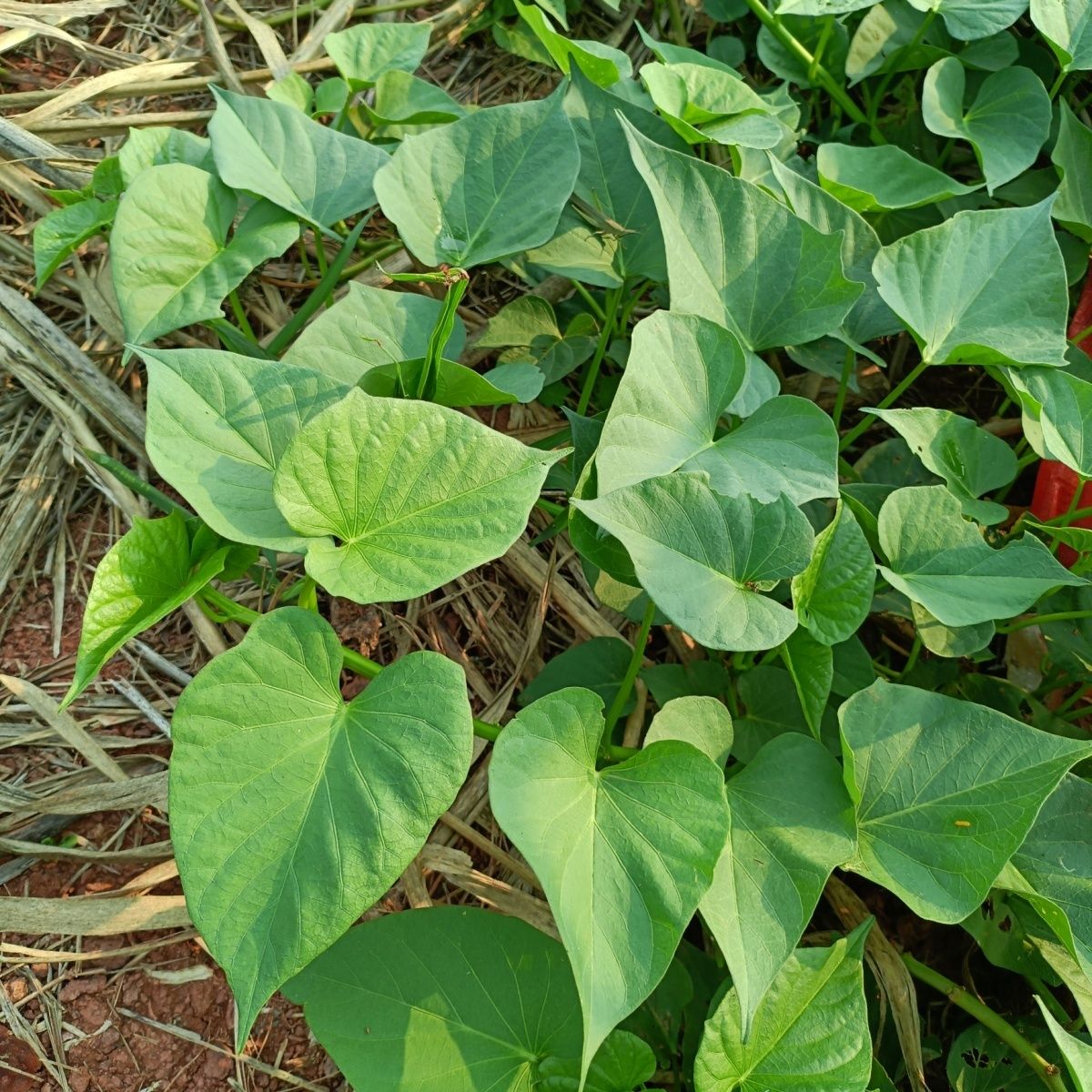 专吃叶子的红薯苗种食用红薯叶种番薯叶苕尖种苗秧地瓜食叶型秧苗