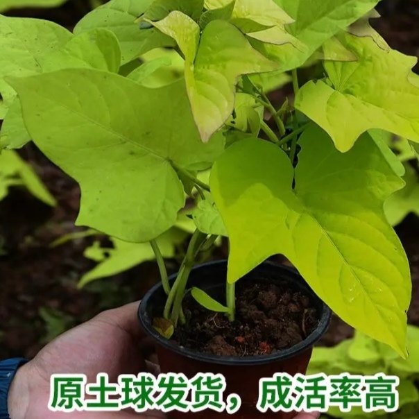 广西型食用红薯苗秧番薯叶地瓜红苕叶蔬菜专吃叶子的红薯苗金色