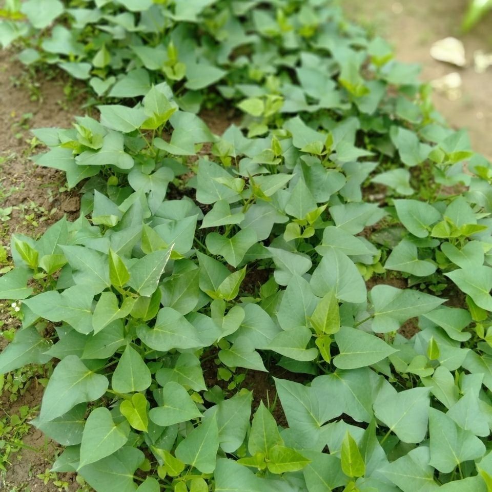 圆叶食叶型红薯叶地瓜叶山芋藤四季种植番薯红苕阳台多分叉带根苗