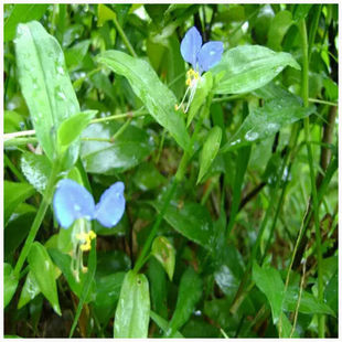 鸭跖草盆栽庭院开花易爆盆大苞水竹叶痰火草围夹草草青竹壳菜青鸭