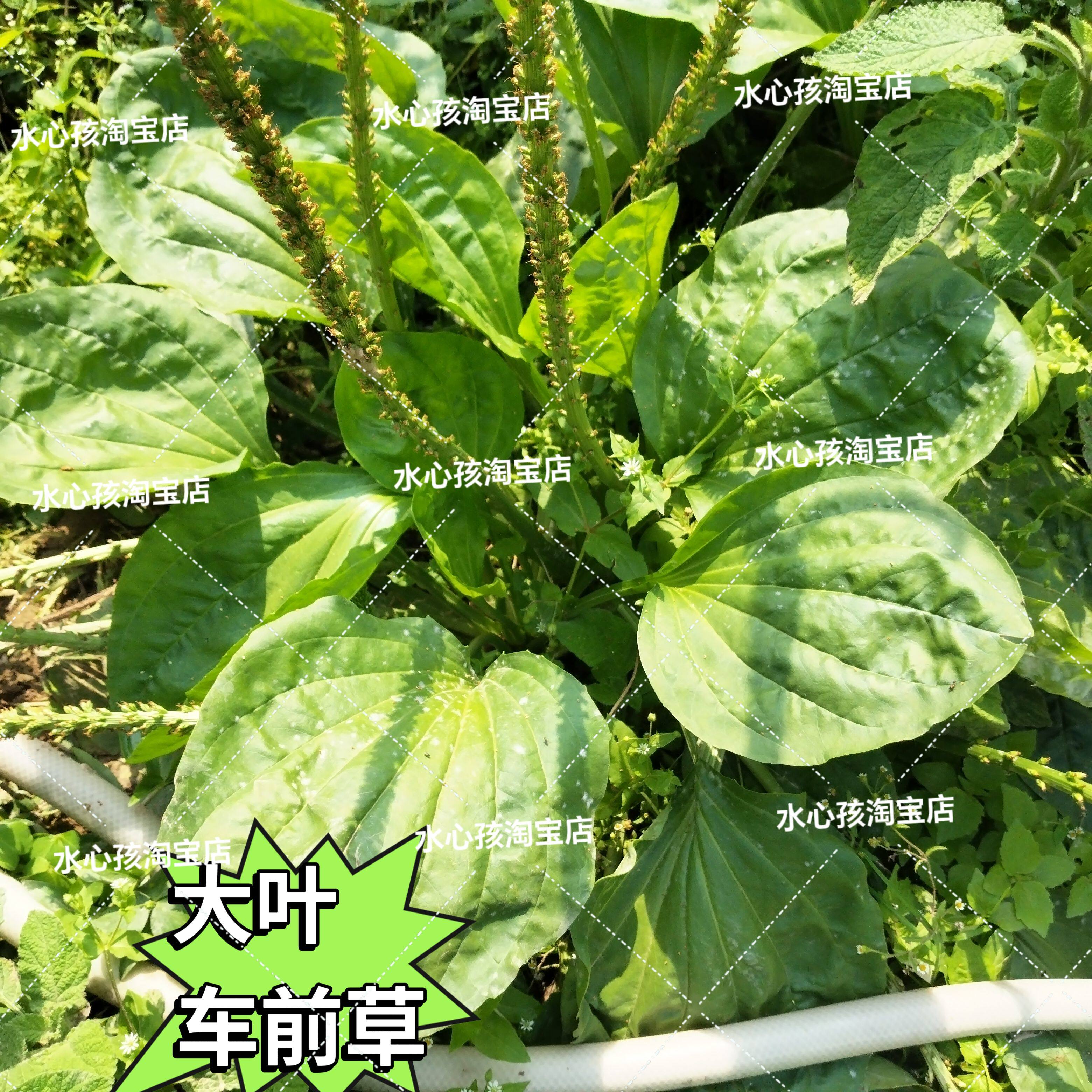 车前草种苗大叶子的特色野菜车轮草中草夹巴草车轱辘四季盆栽蔬菜