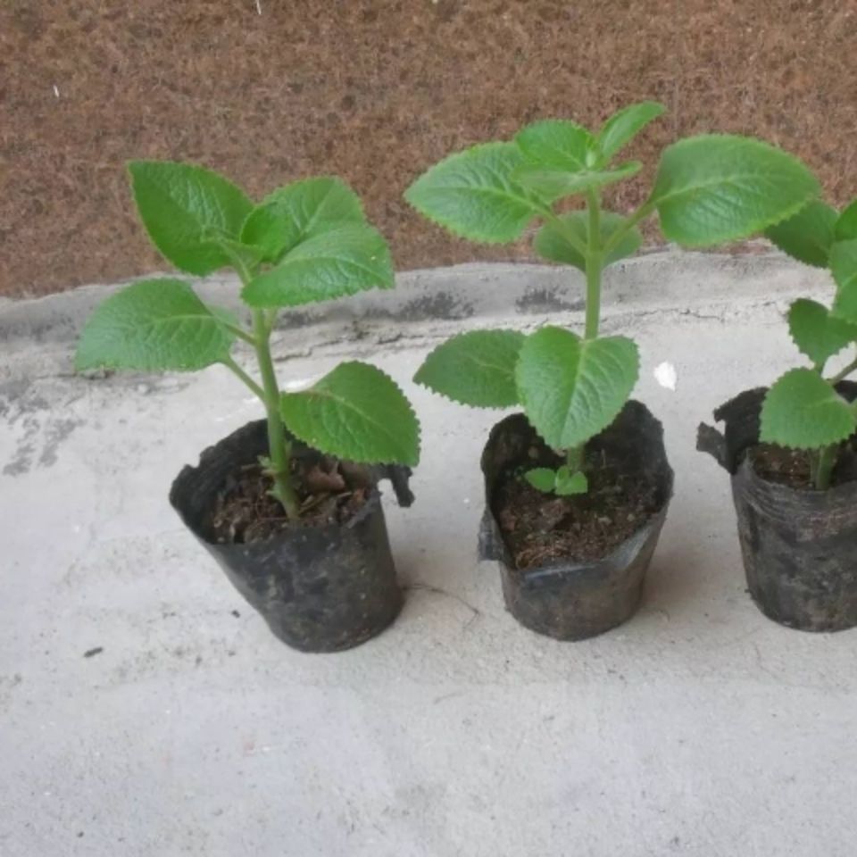 潮汕大叶薄荷左手香苗排香草苗种苗碰碰香绿植盆栽到手香可食用