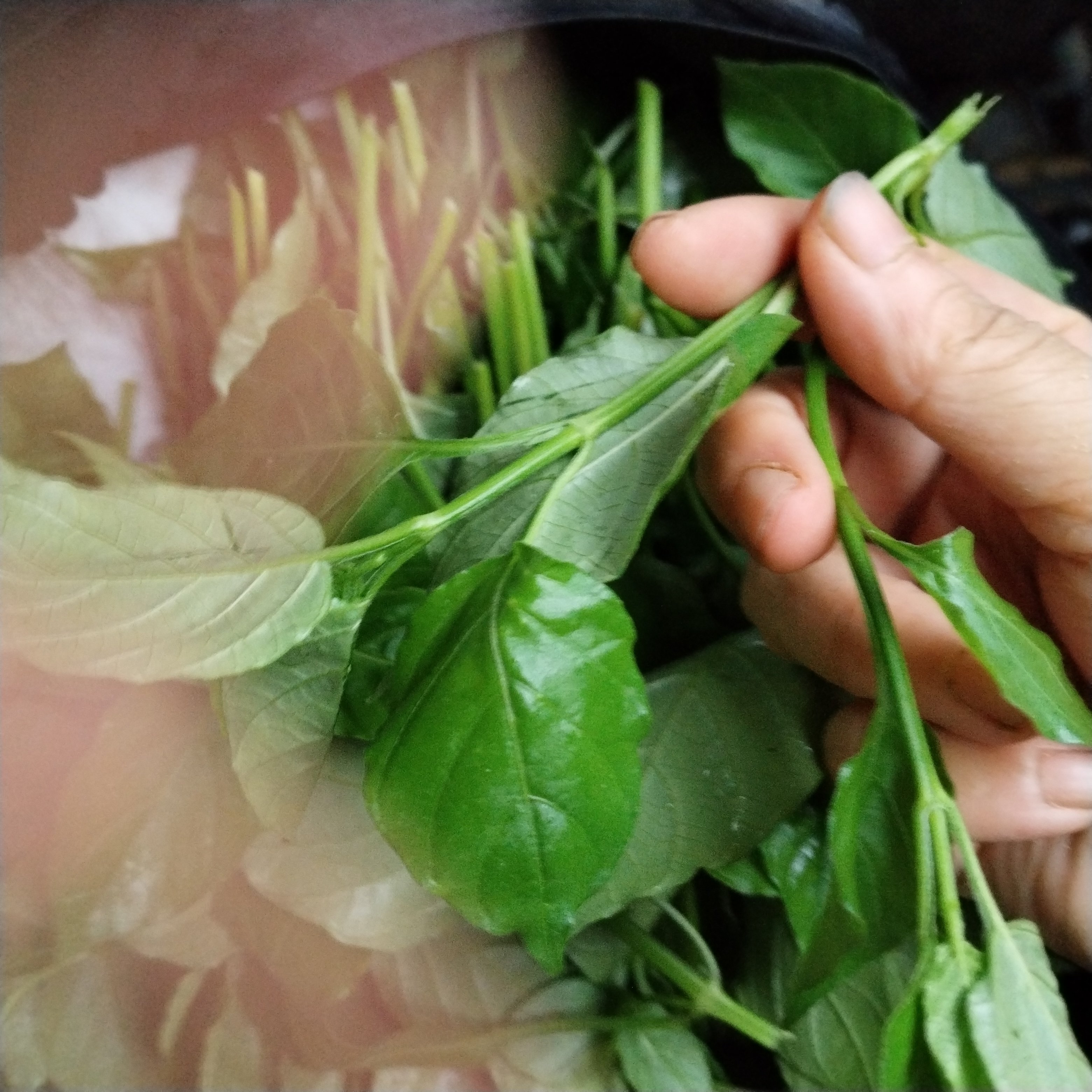 新鲜十万错血通菜绿线叶阳台饭店特色菜贵妃菜好吃盆栽煮汤凉拌