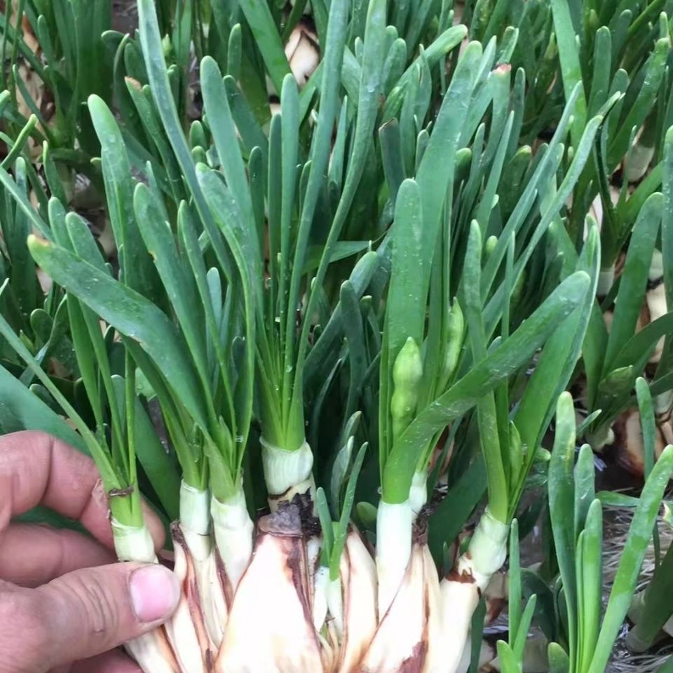 剖头球已养护半成品漳州水仙花大种球盆栽浓香客厅桌面春节年宵花