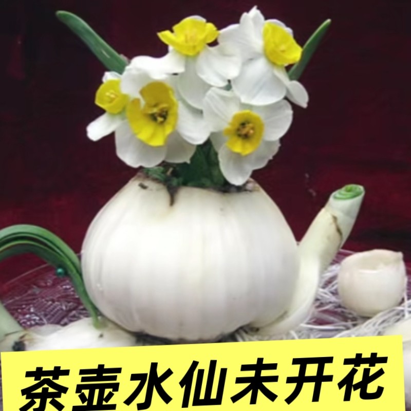 雕刻水仙花半成品客厅阳台水培绿植盆栽比赛造型漳州水仙花种球