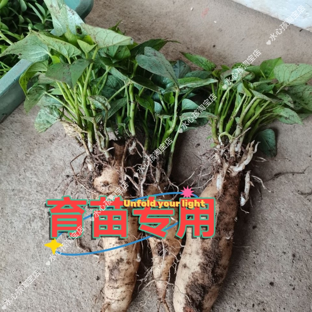 食叶番薯苗福薯18号盆栽红薯叶用番薯食叶地瓜菜地蔬菜农育苗专用