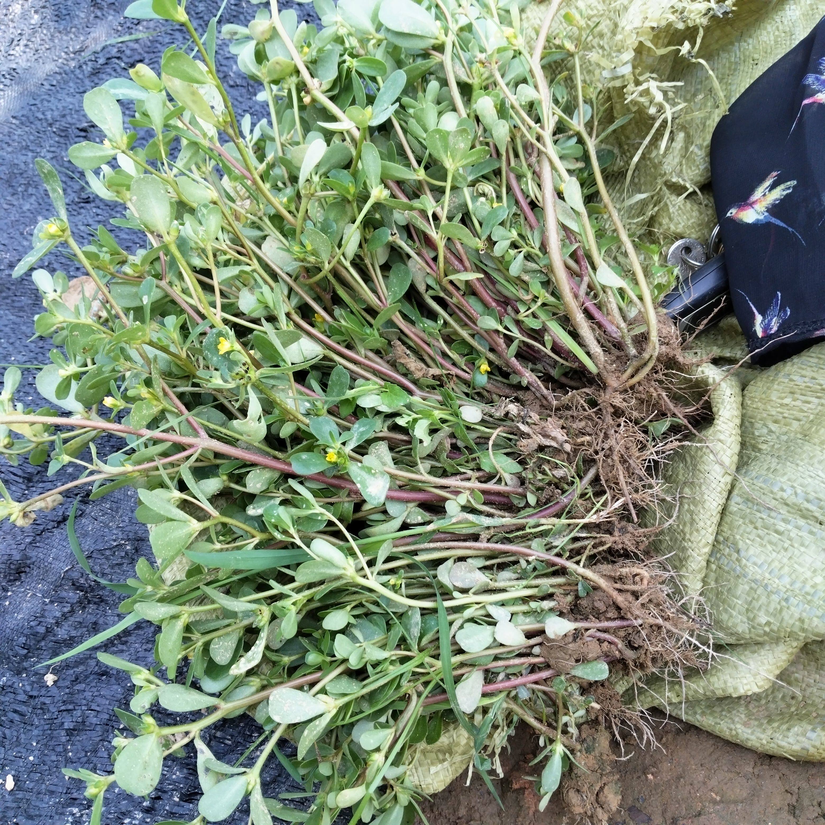 鲜马齿苋新鲜现挖野生带根马芷苋药用敷脸野菜长寿菜蚂蚁菜马蜂菜