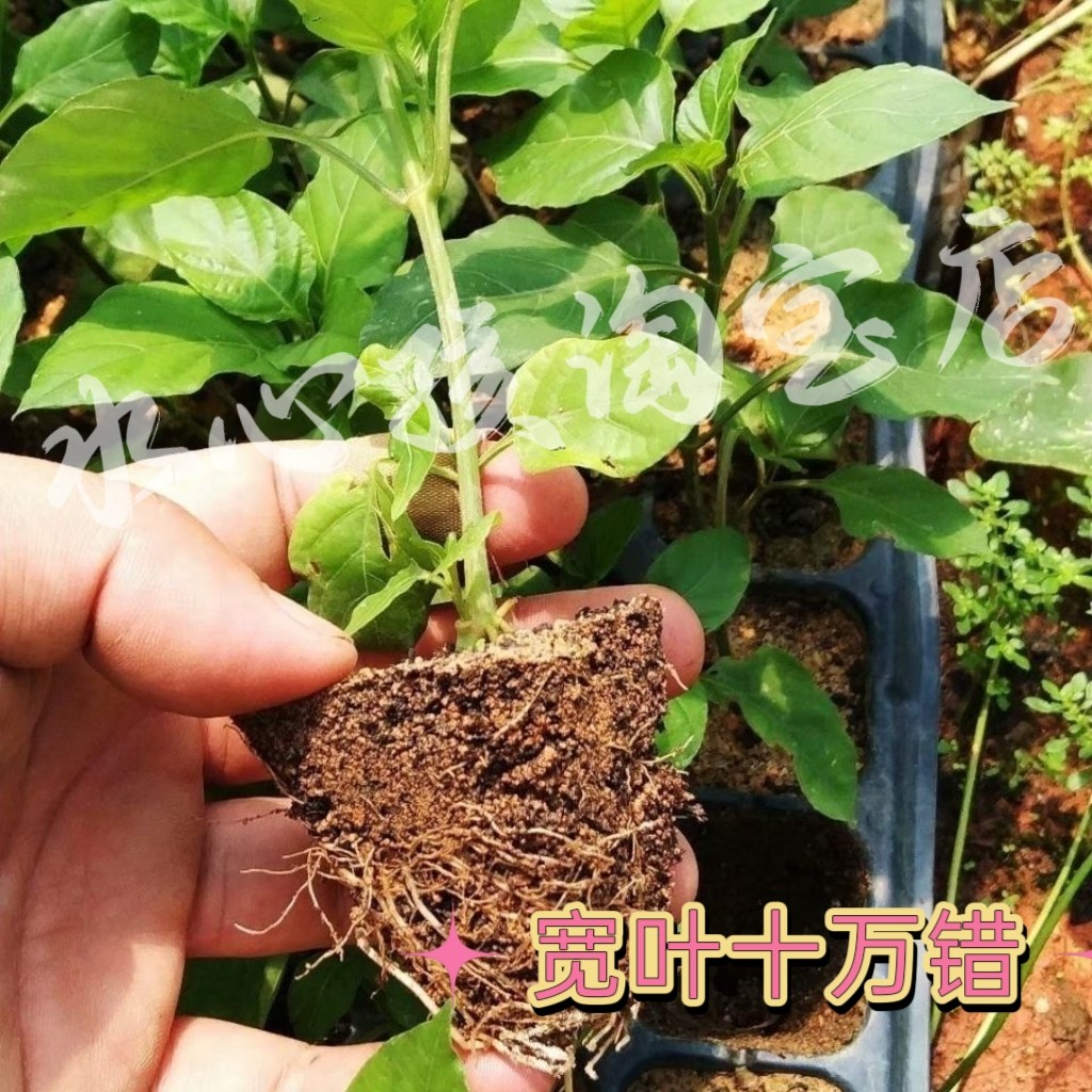 宽叶十万错种苗活力菜跌打草种子野菜四季常绿花型好可做观赏盆栽