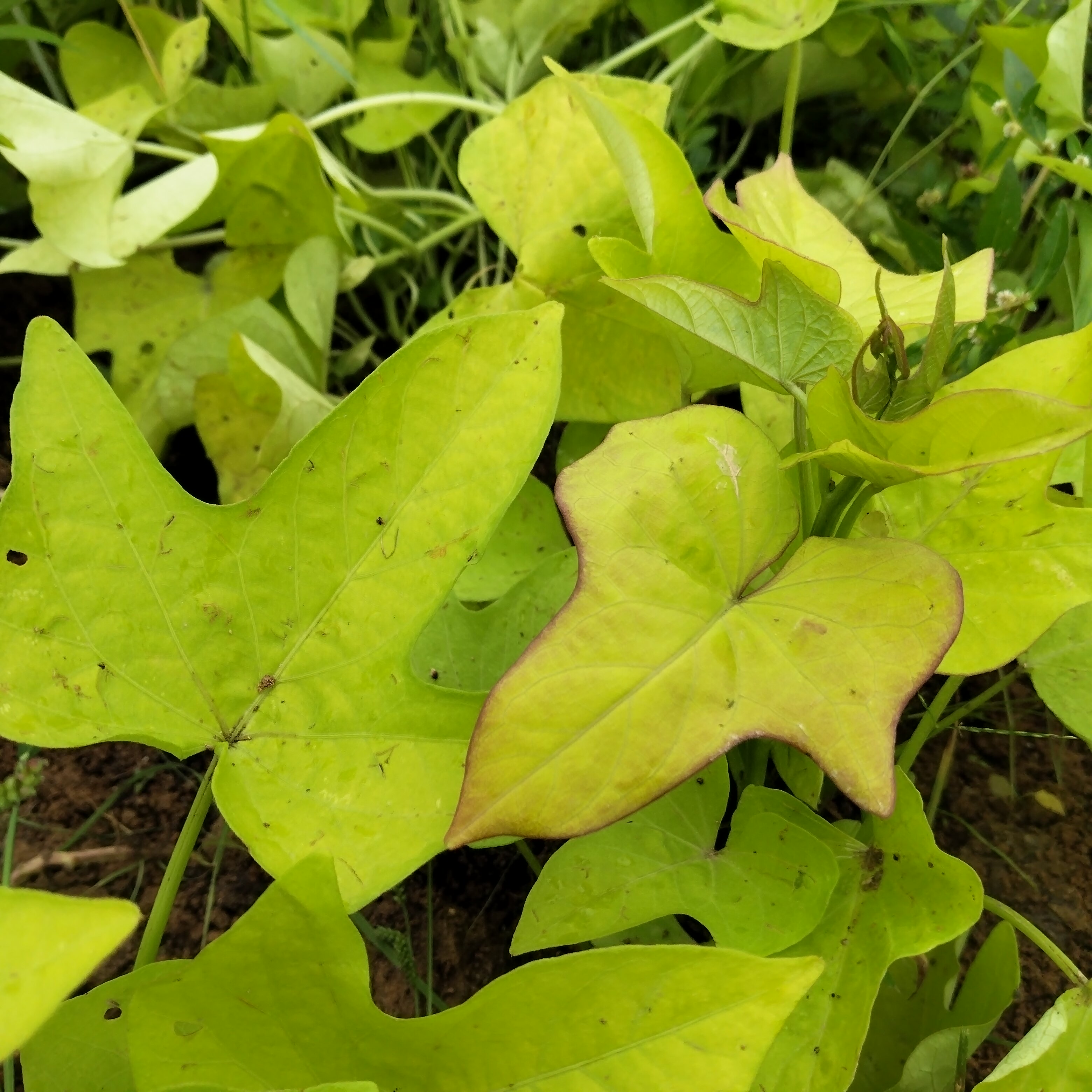 地被金叶番薯叶盆栽室内客厅办公室桌面绿植花卉植物亮色爬藤红薯