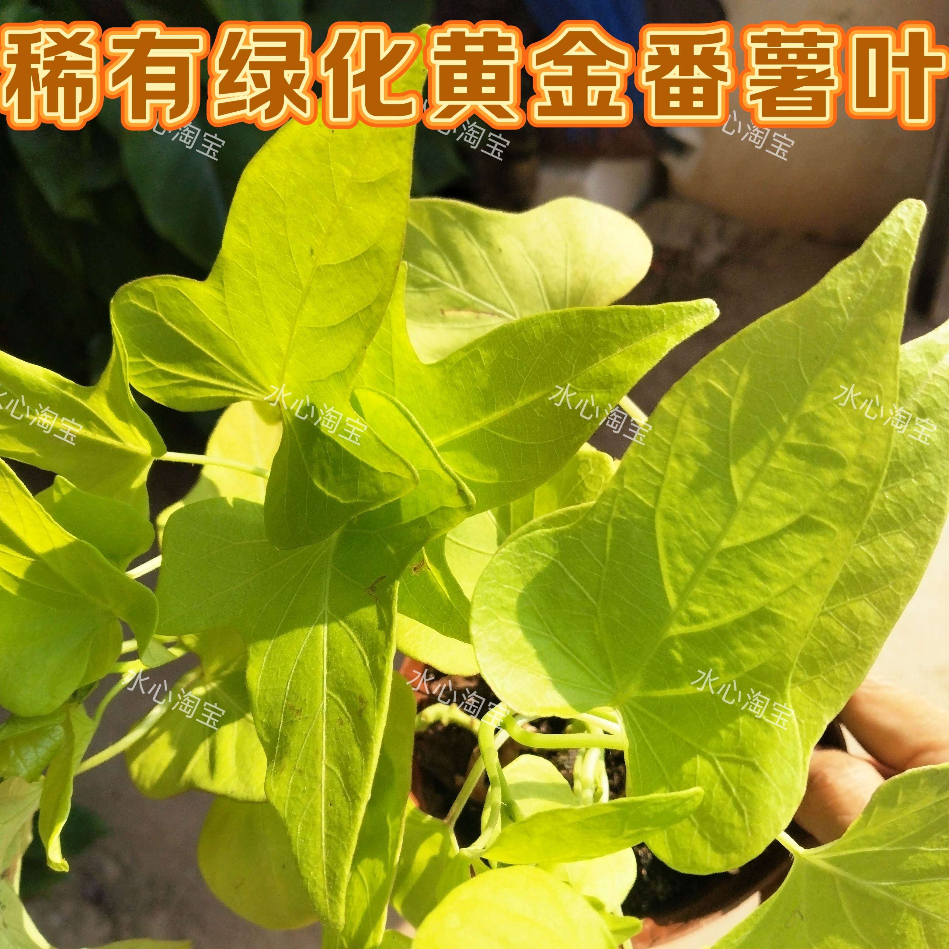 彩叶番薯盆栽裂叶金叶红薯观赏甘薯花镜植物多年生观叶盆栽植物