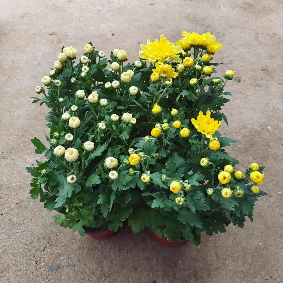 【祭拜用】菊花盆栽鲜花直发黄菊花白菊花盆栽耐寒耐热清明节专用