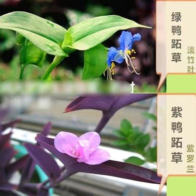 白花紫露草盆栽淡竹叶阳台绿植客厅好养四季常青庭院蓝花鸭跖草兰