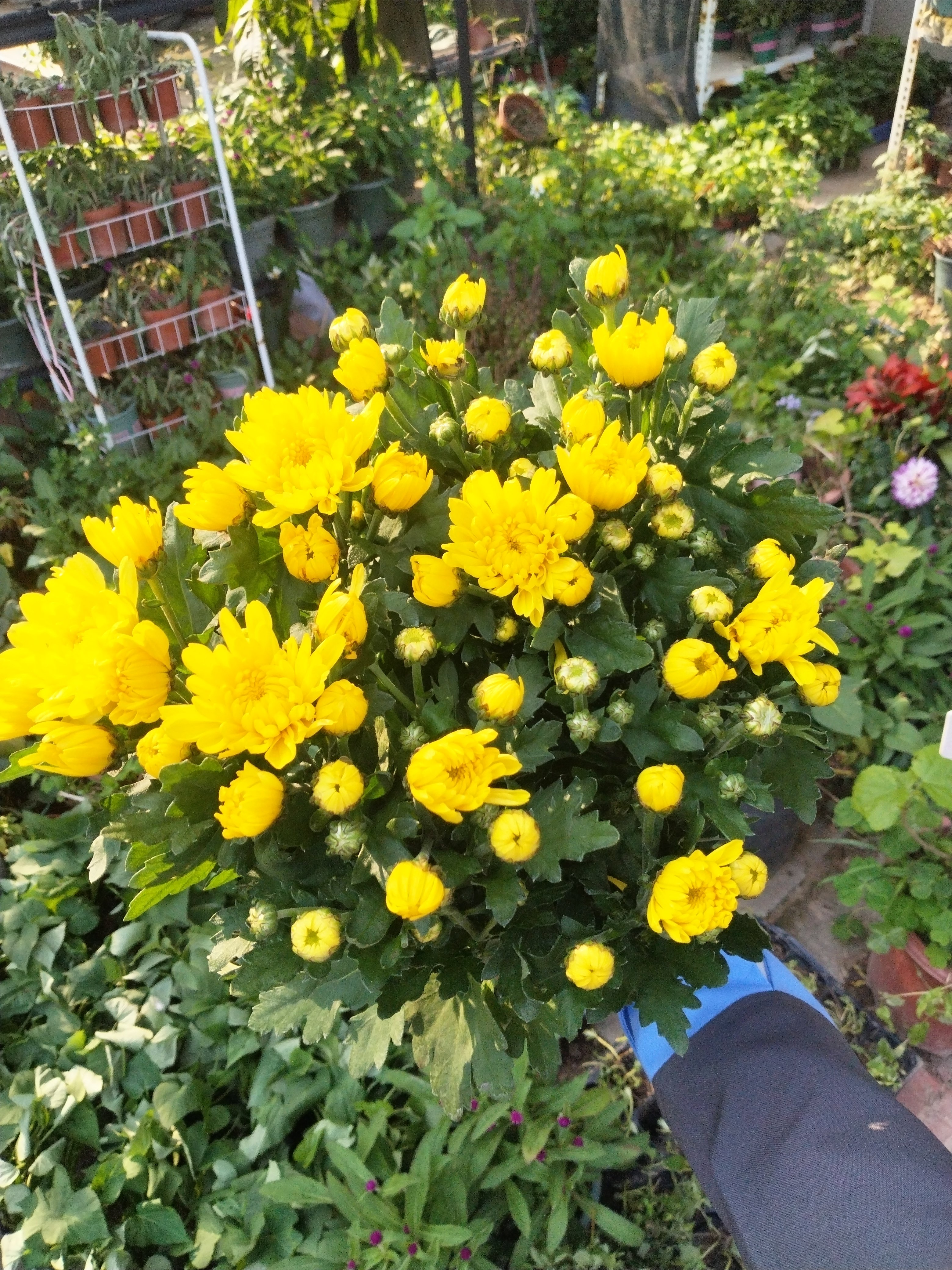 【带花苞】菊花盆栽鲜花直发黄菊花白菊花盆栽耐寒耐热清明节专用