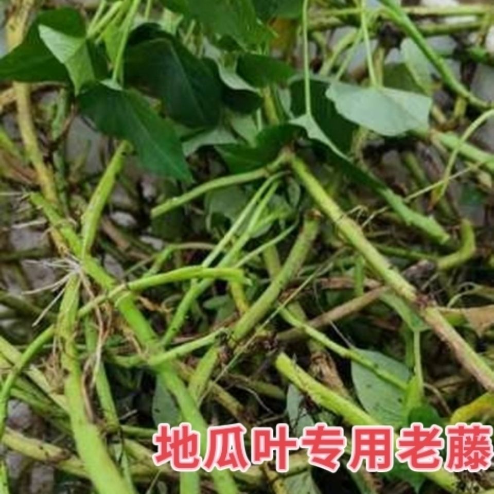 老藤食叶红薯藤食叶型番薯盆栽不结果红薯藤台湾食叶绿植盆栽菜园