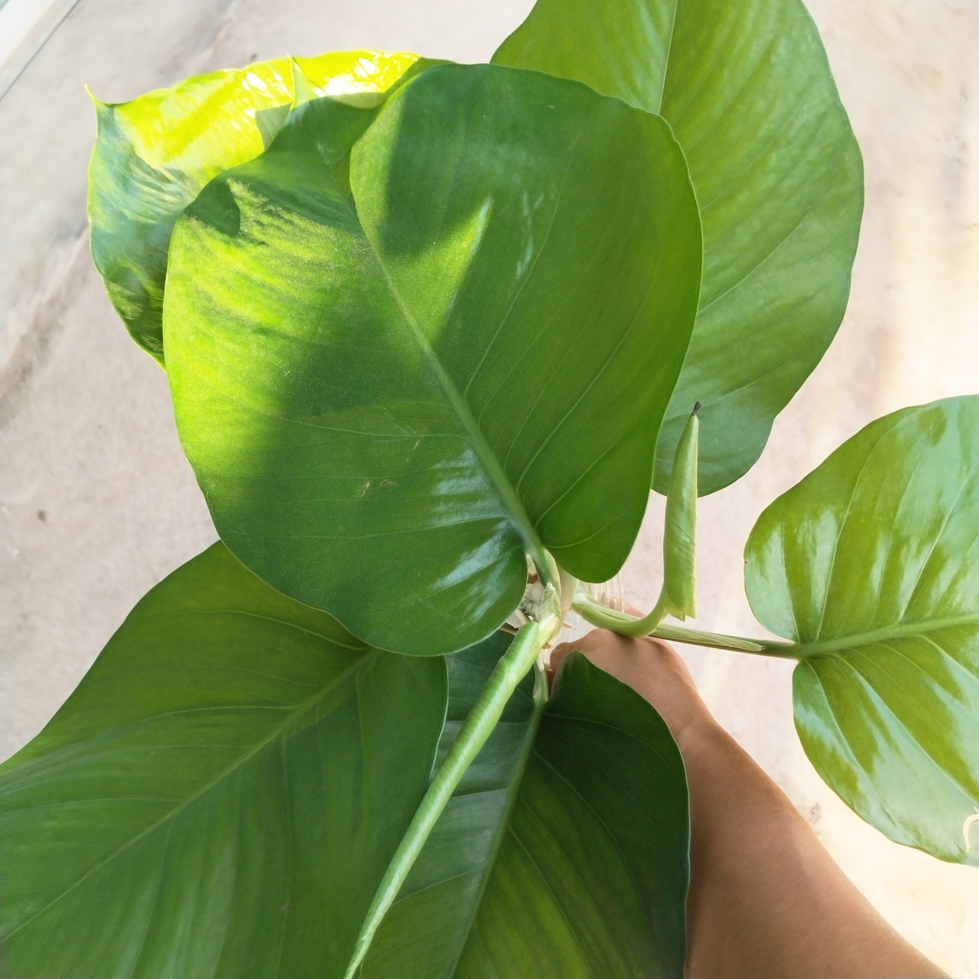 大叶绿萝粗藤室内观叶植物网红热植ins盆栽绿植花卉爬藤植物水培