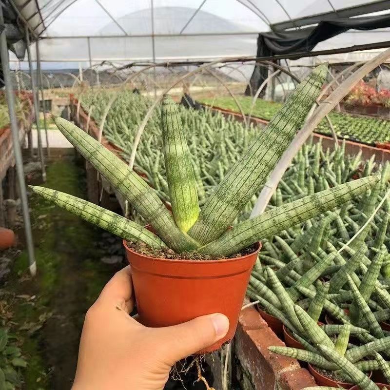 创意佛手虎皮兰办公室桌面解压趣味小盆栽棒叶虎皮兰佛前香绿植花