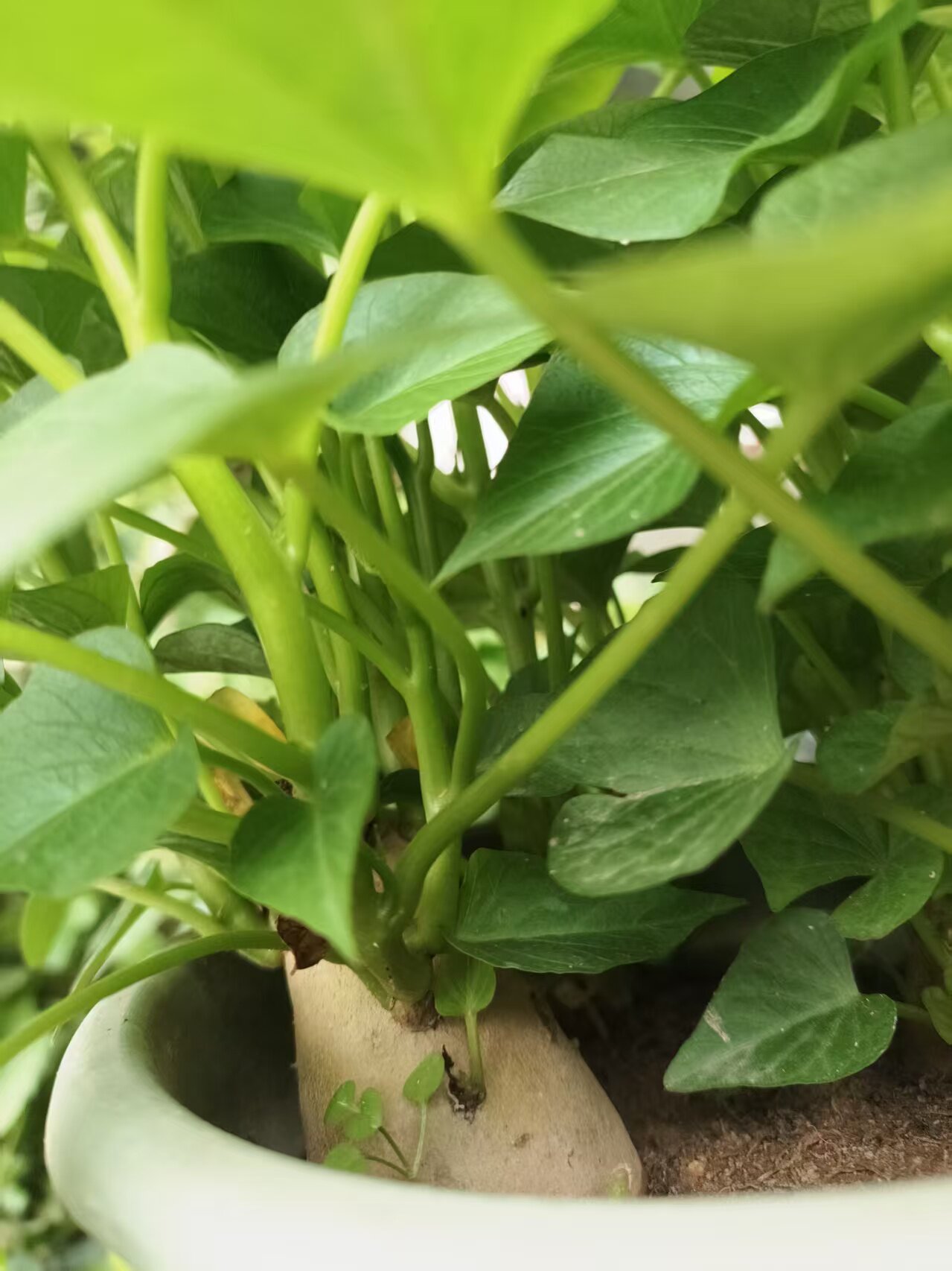 菜用地瓜叶番薯叶苗可水培土养食叶型盆栽地栽菜地种植红薯苗好吃