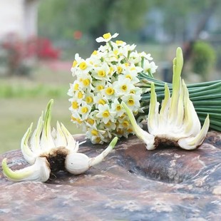 水仙花盆栽雕刻4-6枝花单瓣金盏银台园艺绿植好养艺术造型凌波仙