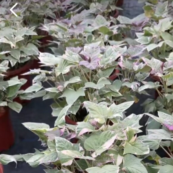 不一样的地瓜叶植物铜钱草水养绿植金钱草小盆栽番薯叶锦绿化苗
