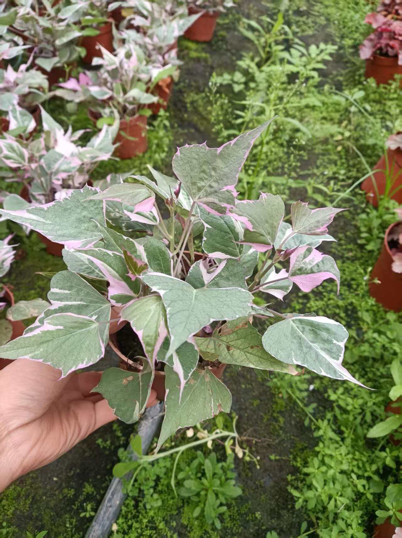 彩叶番薯苗紫色食叶番薯食叶红薯叶用番薯食叶地瓜高花青素蔬菜农