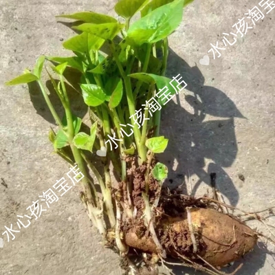 盆栽福薯18号叶用型种薯专吃叶子地瓜红薯红苕种育苗专用菜地用食