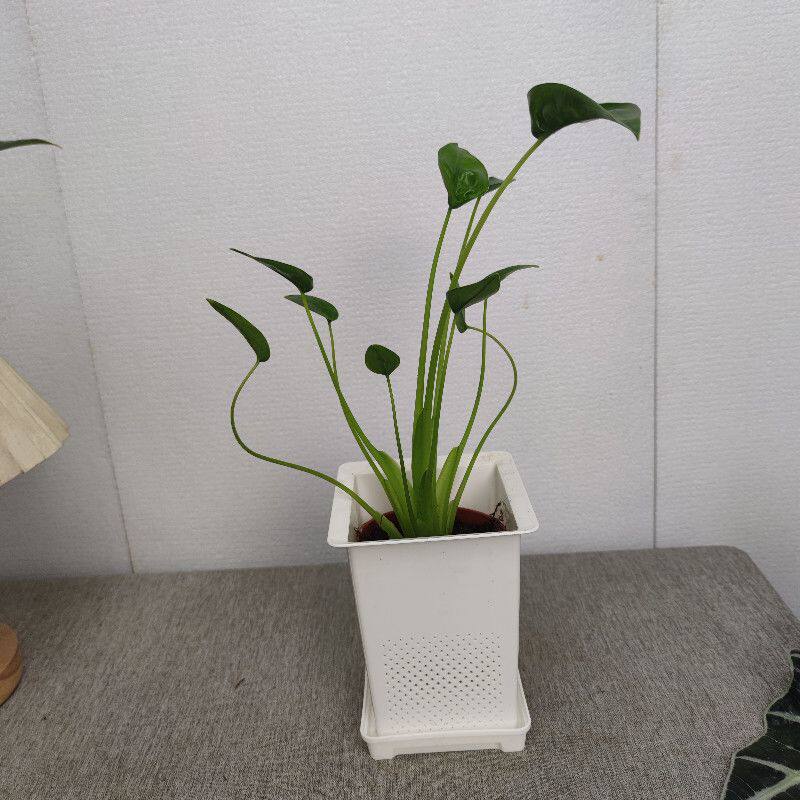 托尼舞者滴水观音千手观音海芋ins网红绿植客厅阳台热植盆栽