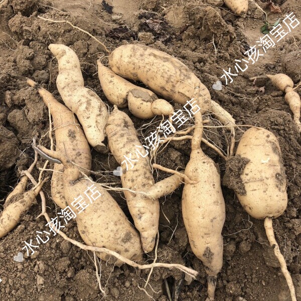 特惠食叶型红薯苗福薯18号种多分叉蔬菜皇后阳台盆栽庭院种植屋顶