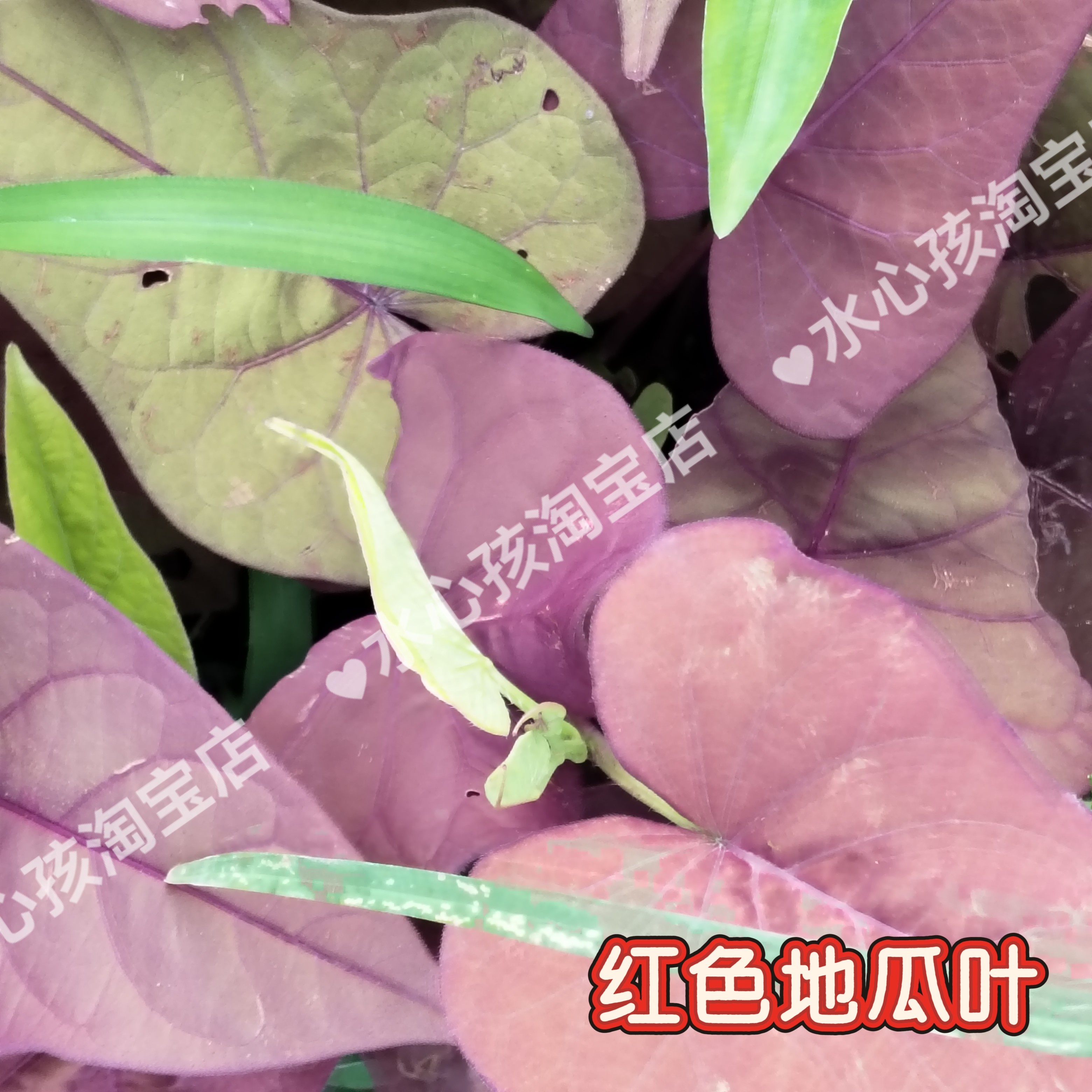 紫背菜红色番薯叶阳台红凤菜别墅区装饰款红薯苗营养观音菜地瓜叶