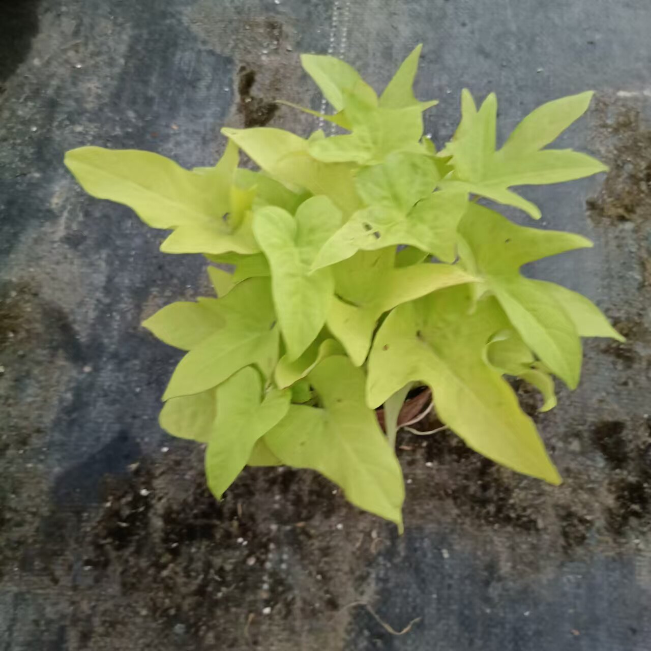 金森女贞球树苗庭院耐风景树四季常青彩叶绿篱植物小苗番薯叶爬藤