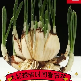 养护春节年宵花过年水养漳州大种球水仙花特产盆栽植物切球矮化好