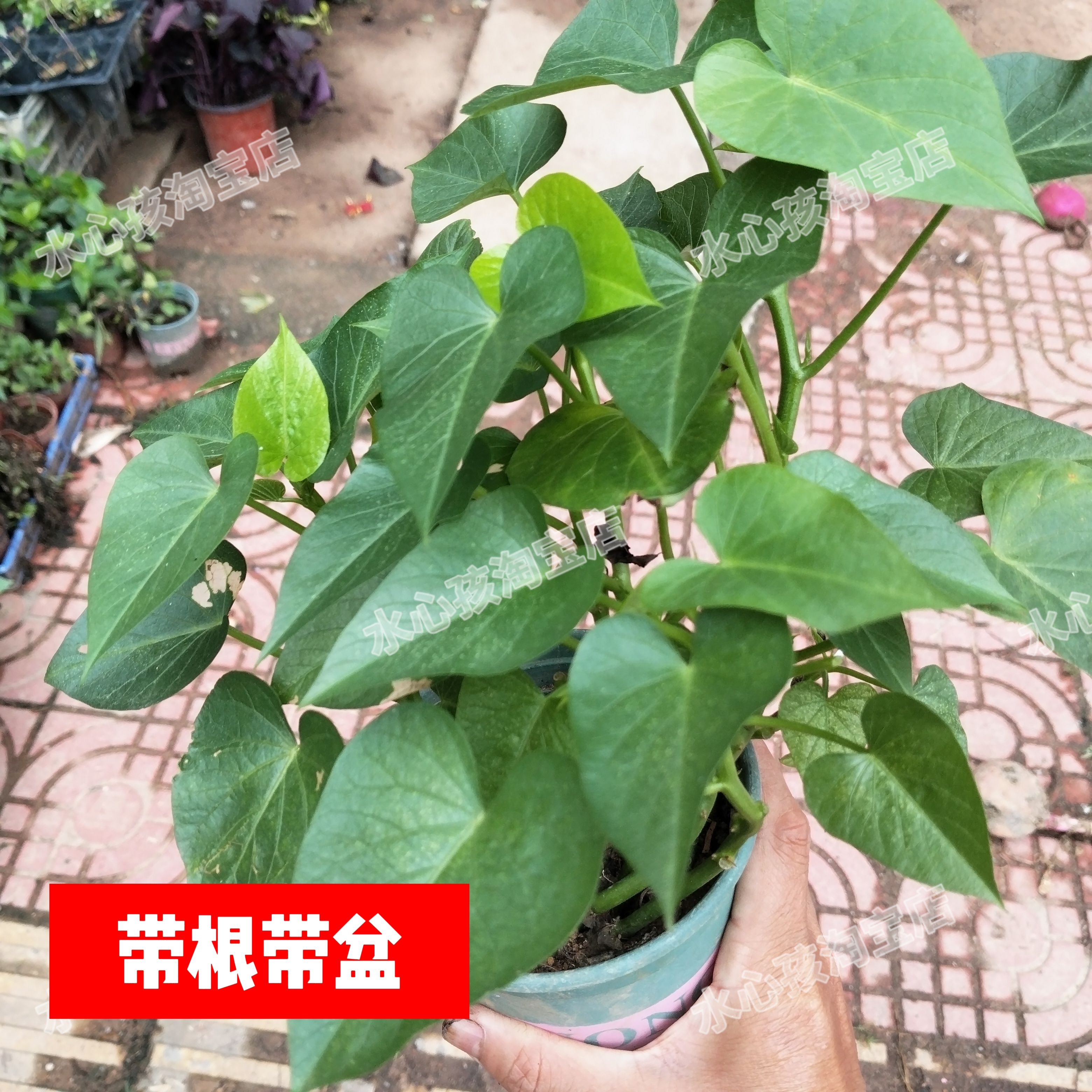 带土发地瓜叶菜苗秧苗专吃叶红薯叶苗盆栽蔬菜苗番薯菜饭店特色